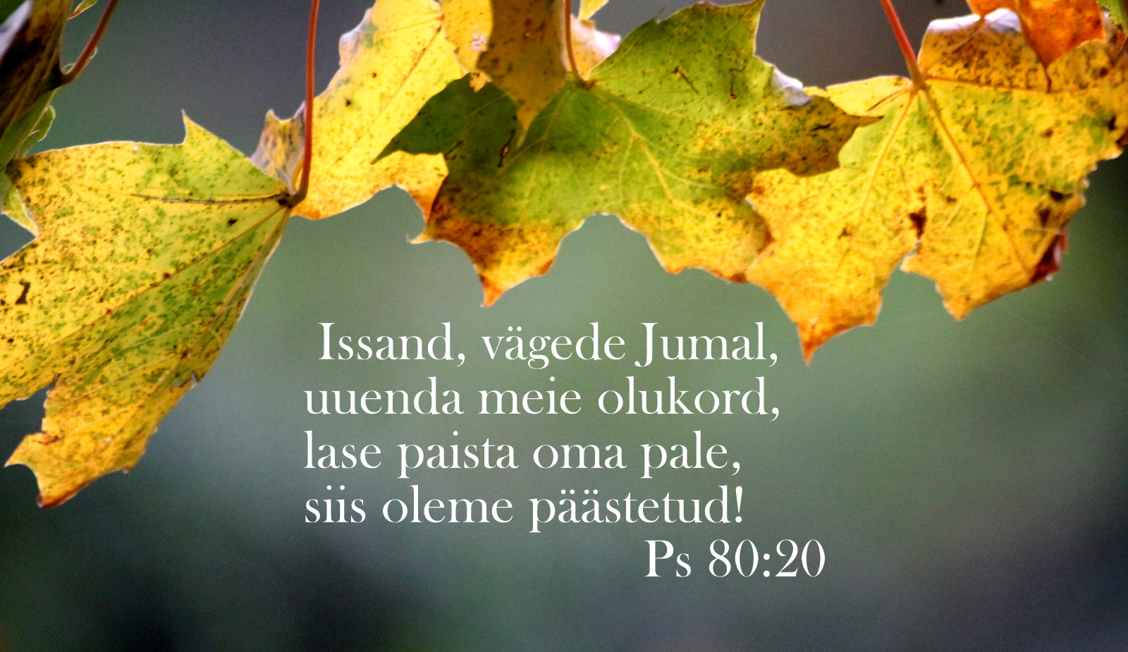 20201004_Ps_80_20.jpg
