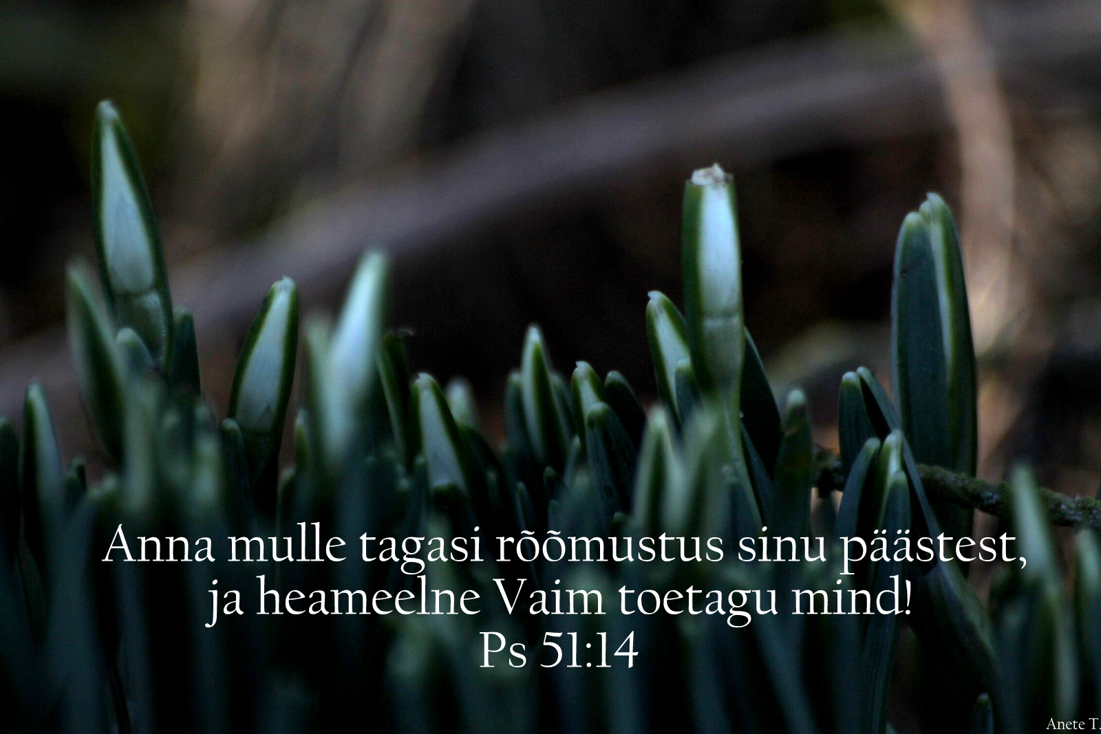 20210321_Ps_51_14.jpg