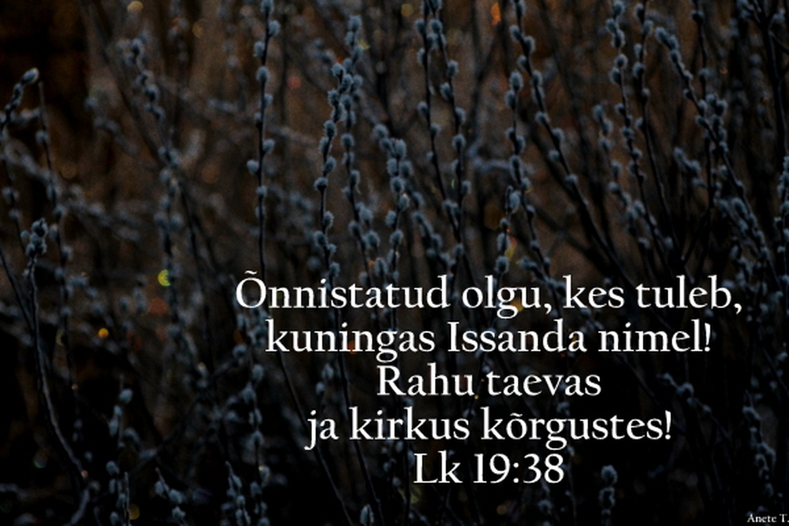 20220410_Lk_19_38.jpg