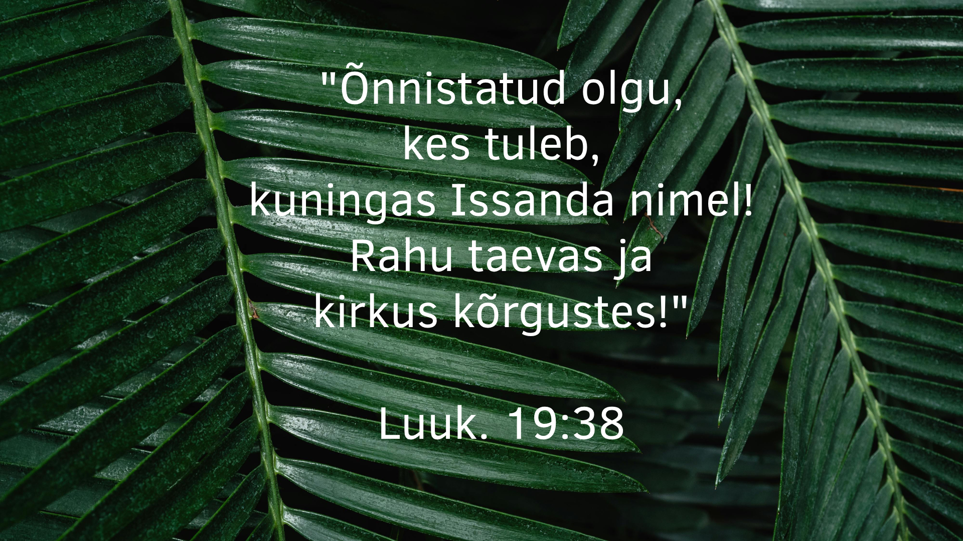 20250413_Lk_19_38_palmipuud.jpg