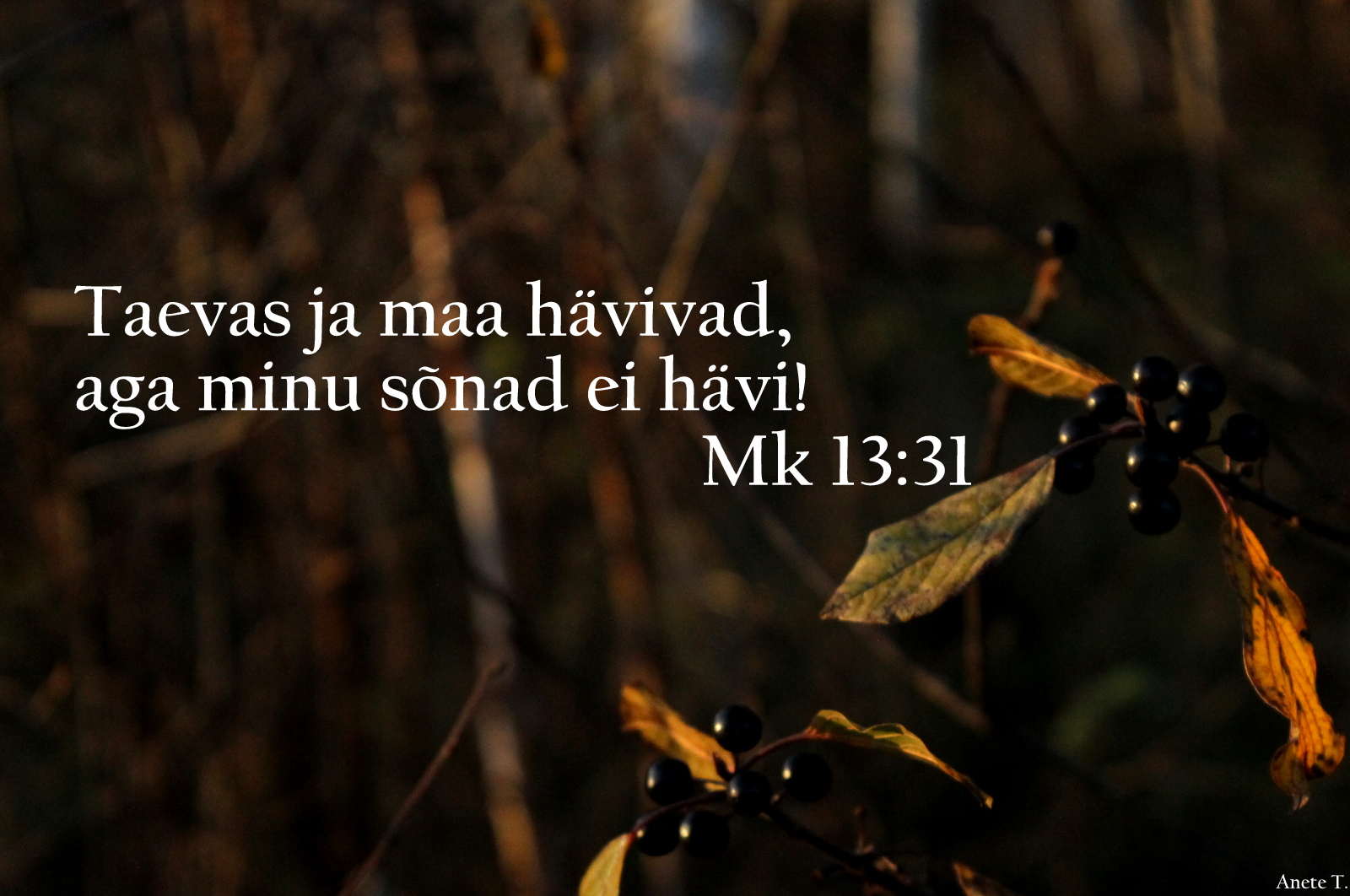 Piibel: Mk 13:31